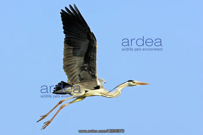 : Grey Heron : Grey Heron