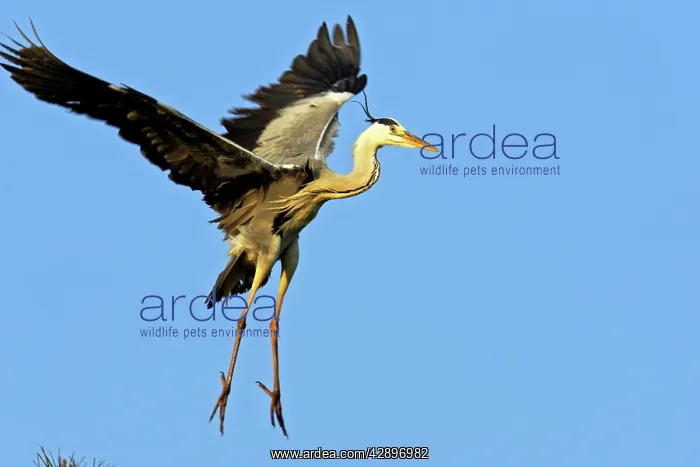  : Grey Heron