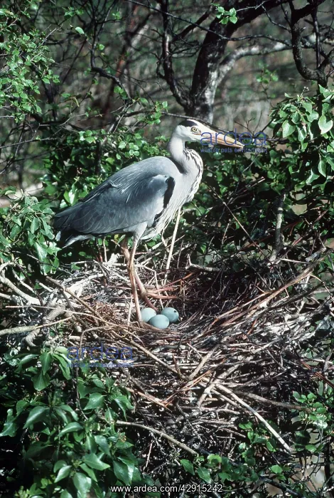 : GREY HERON : GREY HERON