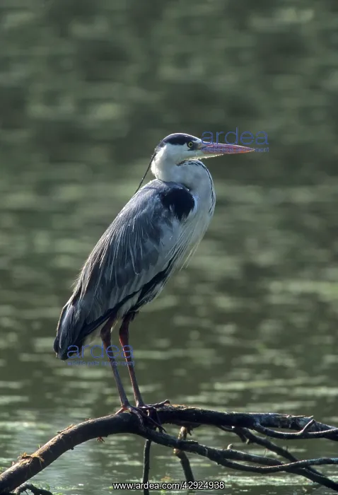  : Grey Heron
