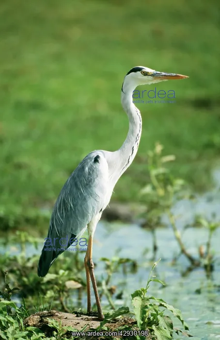 : Grey HERON : Grey HERON