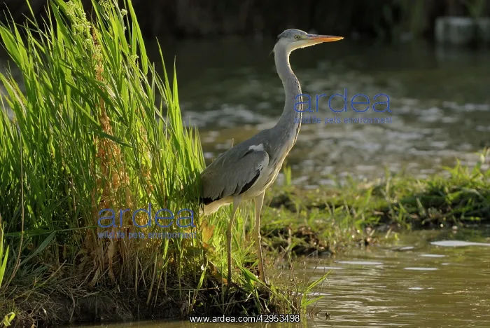 : Grey Heron : Grey Heron