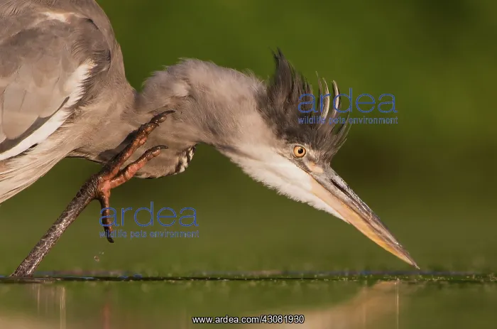 : Grey Heron : Grey Heron