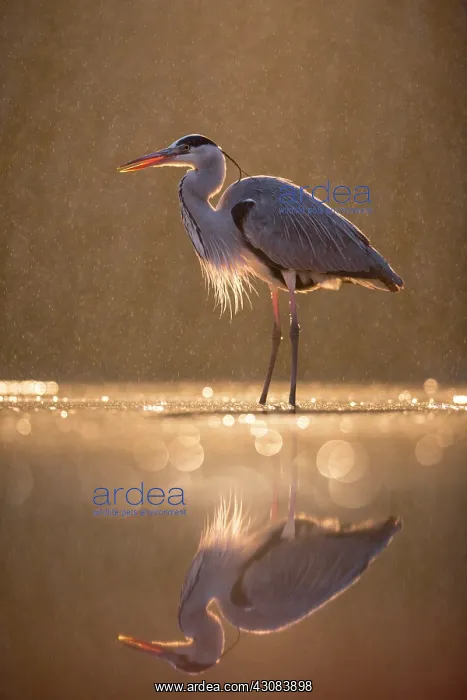 : Grey Heron : Grey Heron
