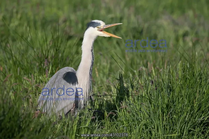 : Grey Heron : Grey Heron