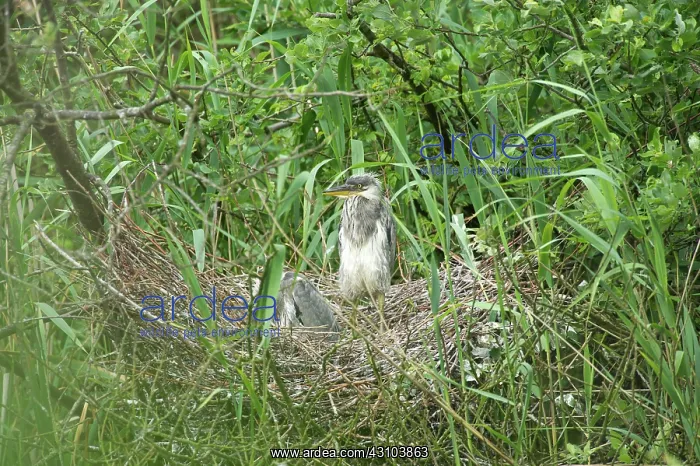 : Grey Heron : Grey Heron