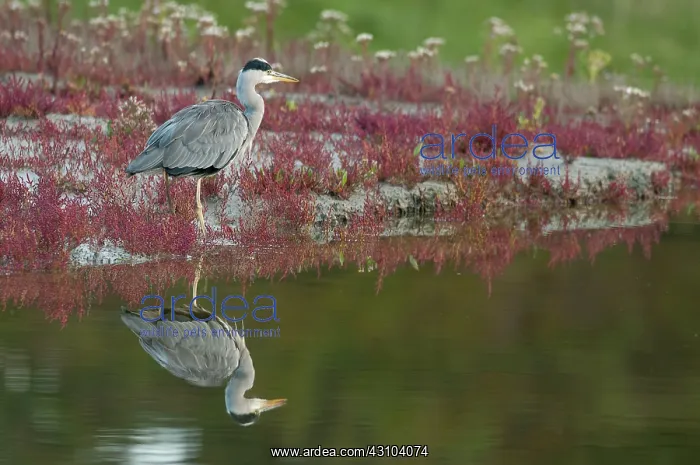 : Grey Heron : Grey Heron