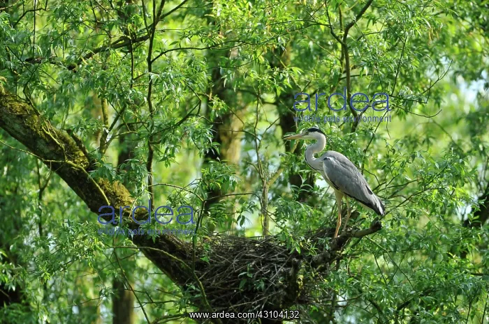 : Grey Heron : Grey Heron