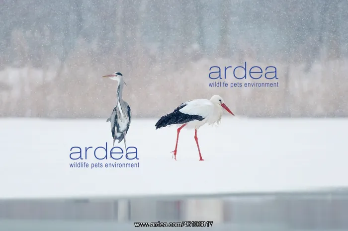 : Grey Heron : Grey Heron