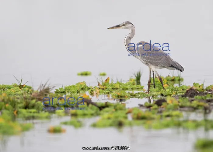 : Grey Heron : Grey Heron