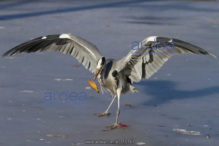 : Grey Heron : Grey Heron