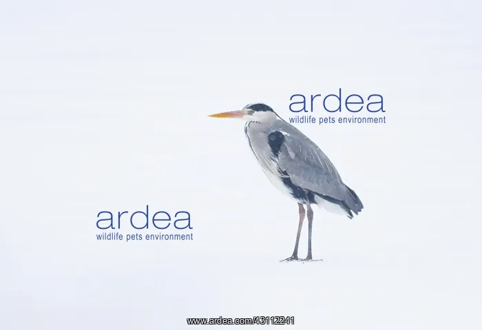 : Grey Heron : Grey Heron
