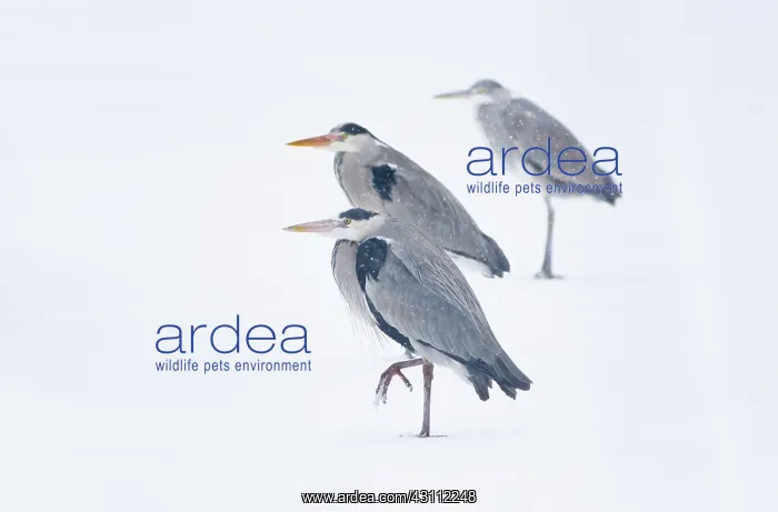 : Grey Heron : Grey Heron