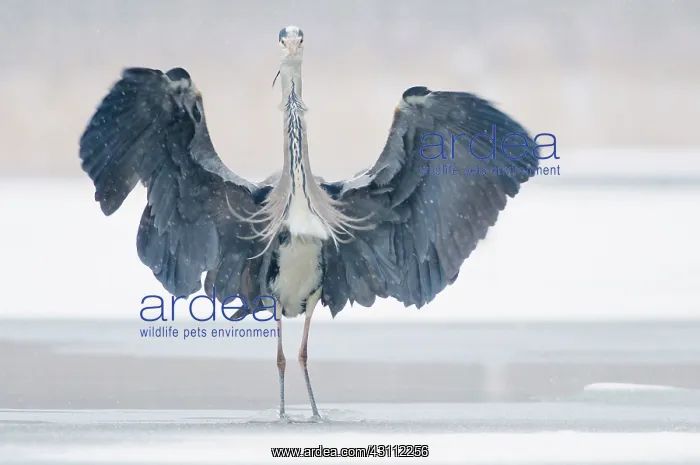 : Grey Heron : Grey Heron