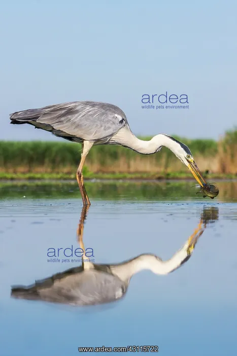: Grey Heron : Grey Heron