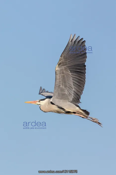 : Grey Heron : Grey Heron