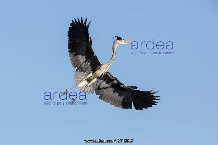 : Grey Heron : Grey Heron