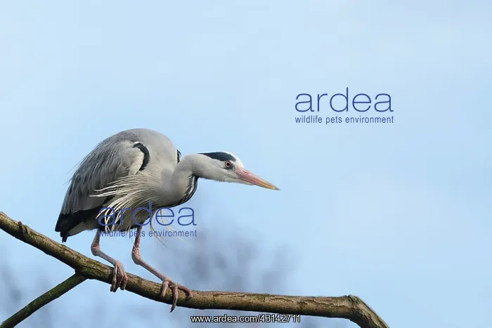 : Grey Heron : Grey Heron