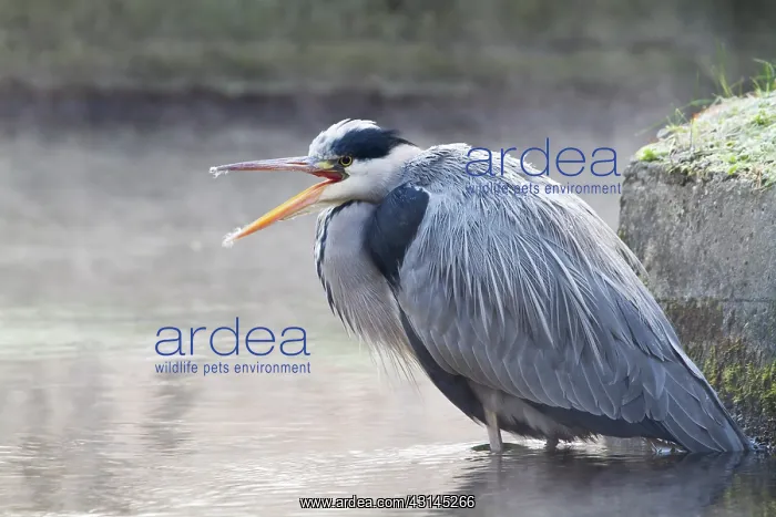 : Grey Heron : Grey Heron