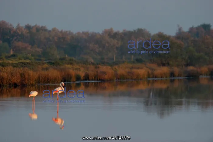 : Grey Heron : Grey Heron