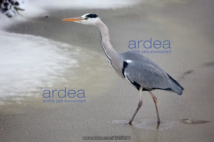 : Grey Heron : Grey Heron