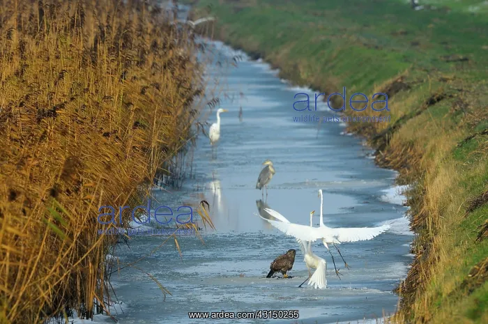 : Grey Heron : Grey Heron