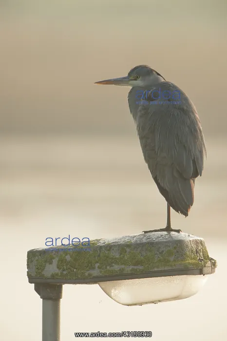 : Grey Heron : Grey Heron