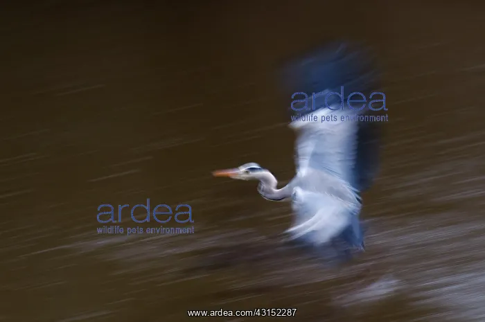 : Grey Heron : Grey Heron