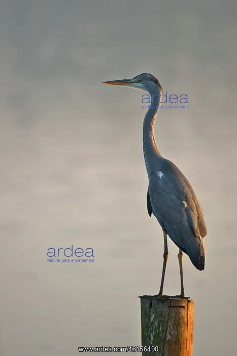 : Grey Heron : Grey Heron