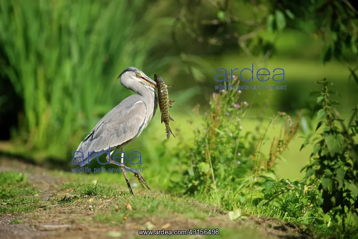 : Grey Heron : Grey Heron