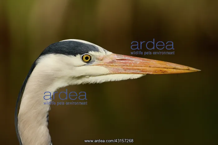 : Grey Heron : Grey Heron