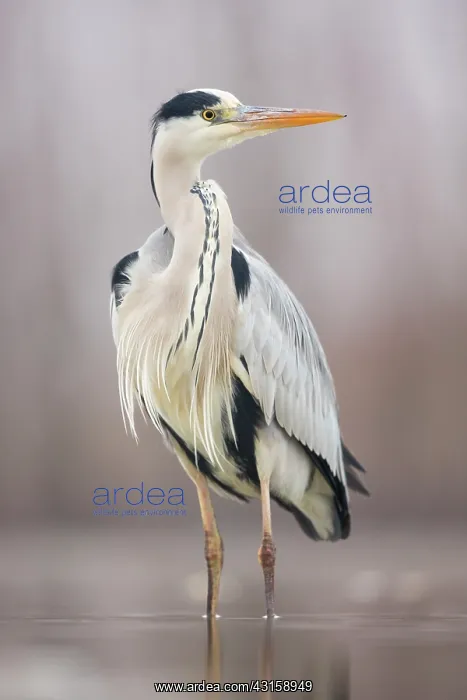 : Grey Heron : Grey Heron
