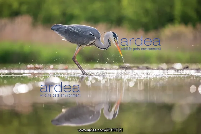: Grey Heron : Grey Heron