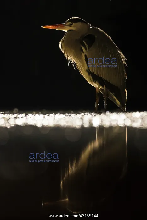 : Grey Heron : Grey Heron