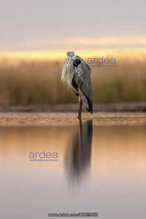 : Grey Heron : Grey Heron