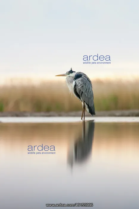 : Grey Heron : Grey Heron