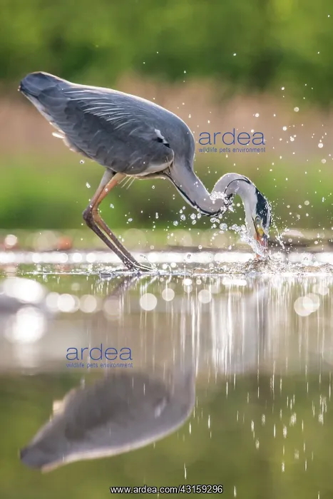 : Grey Heron : Grey Heron