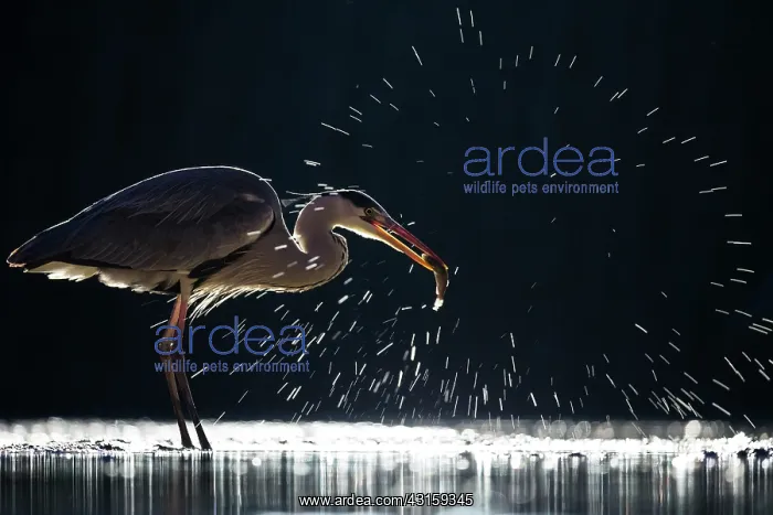 : Grey Heron : Grey Heron