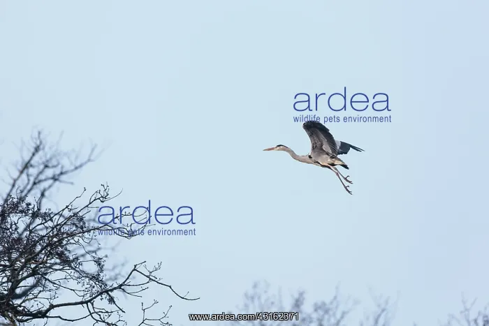 : Grey Heron : Grey Heron