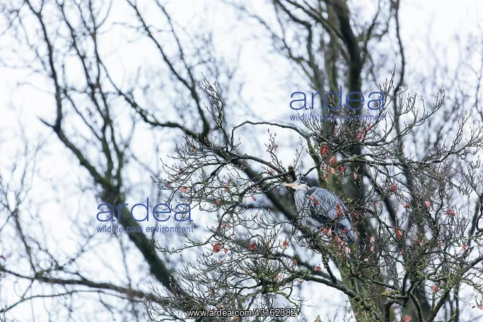 : Grey Heron : Grey Heron