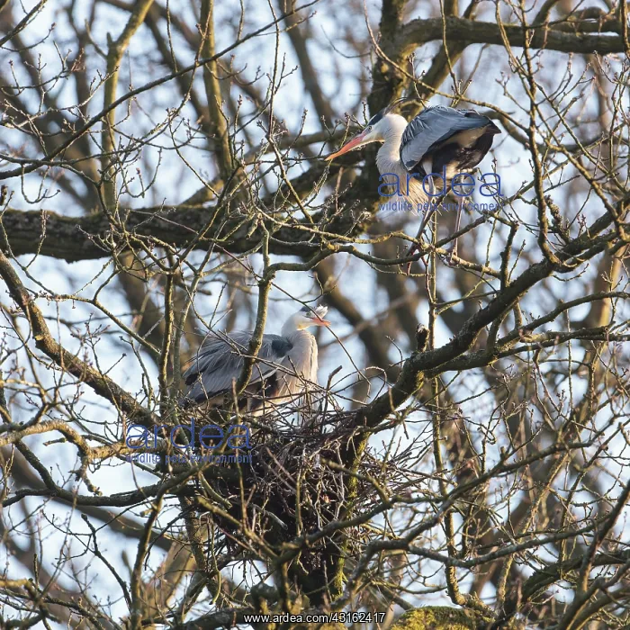 : Grey Heron : Grey Heron