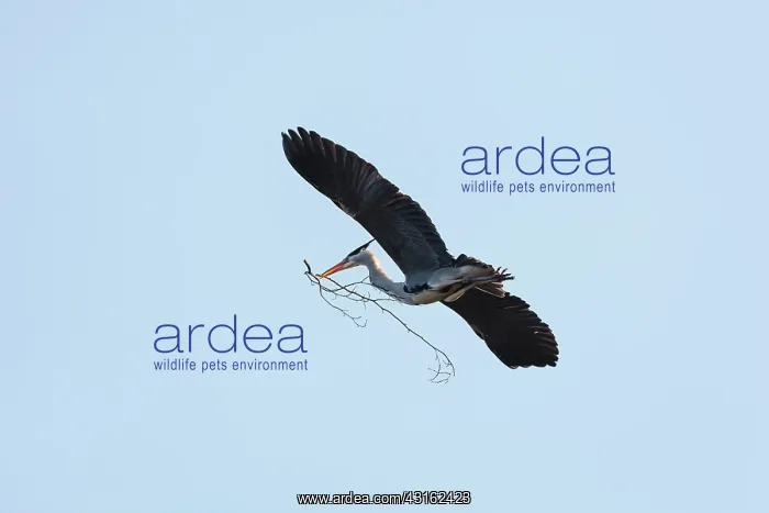 : Grey Heron : Grey Heron