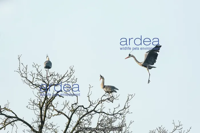 : Grey Heron : Grey Heron