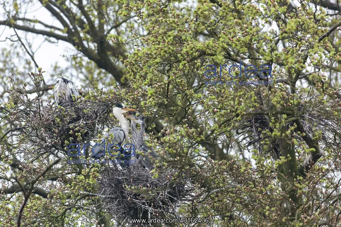 : Grey Heron : Grey Heron