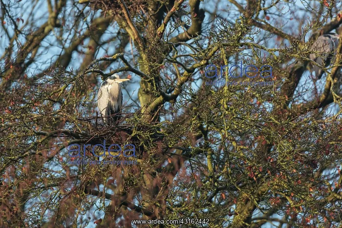 : Grey Heron : Grey Heron