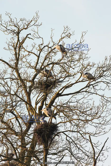 : Grey Heron : Grey Heron