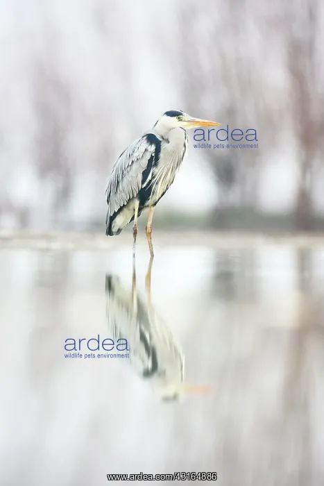 : Grey Heron : Grey Heron