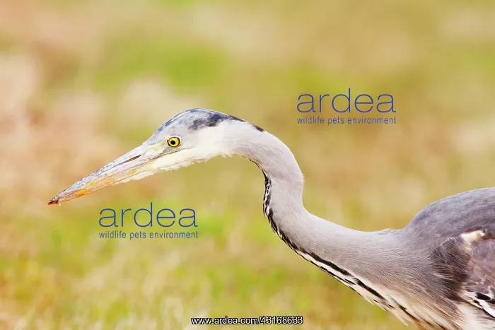 : Grey Heron : Grey Heron
