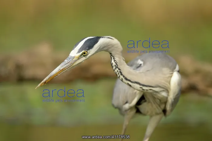  : Grey Heron