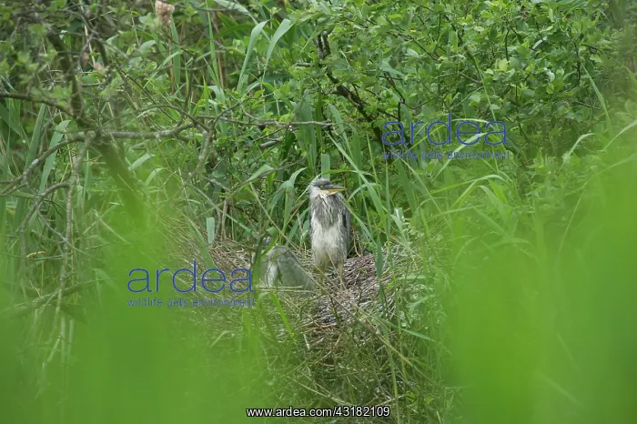 : Grey Heron : Grey Heron